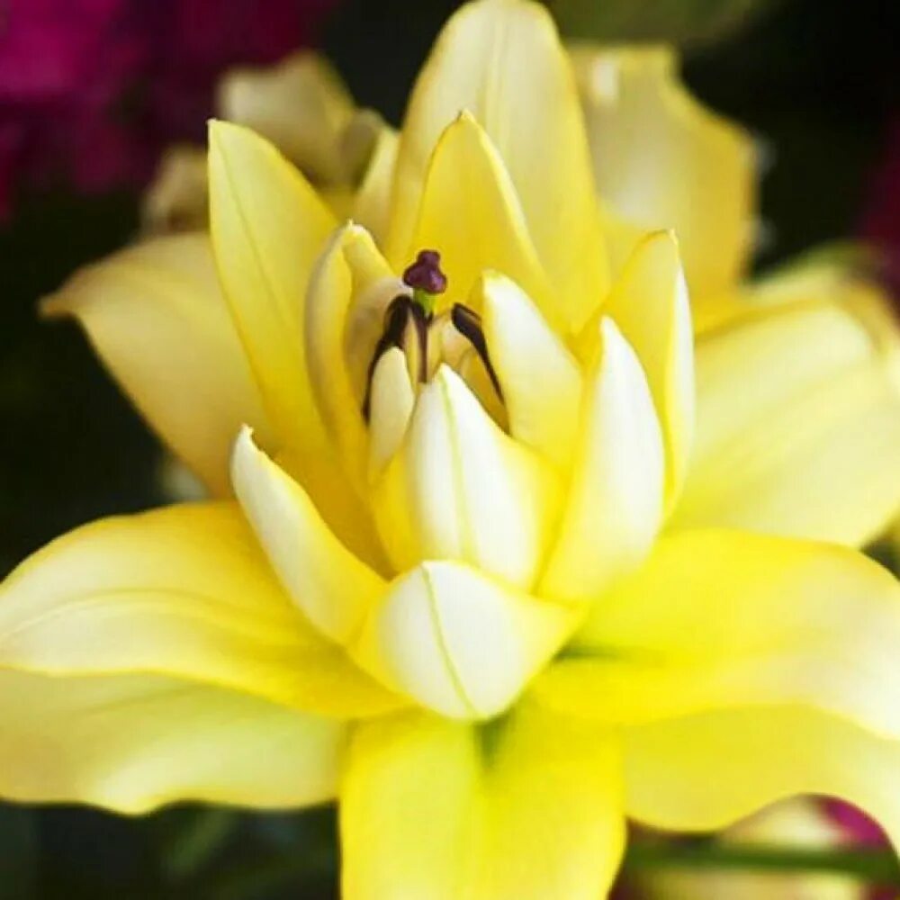 Sany лилия. Лилия экзотика. Лилия экзотик сан. Лилия экзотика. Лилия xotica.