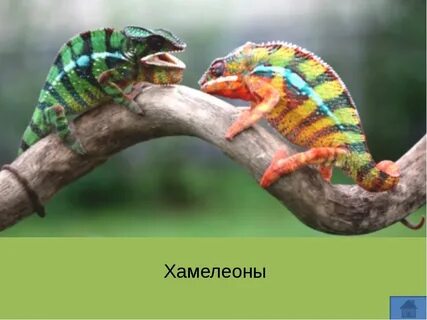 Цвет настроения хамелеон