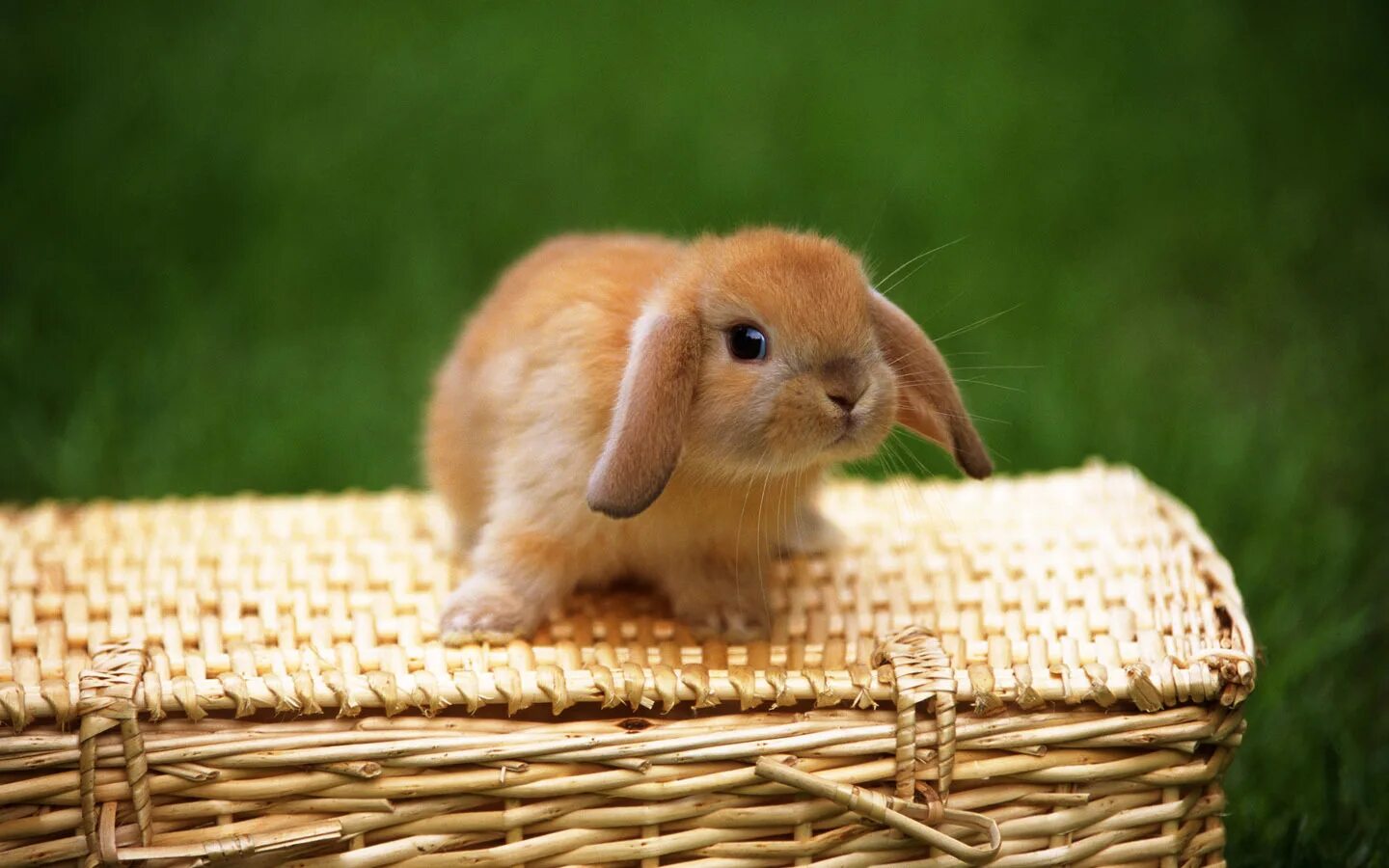 Bunny wallpapers. Уайт рэббит. Кролики. Бунни рэббит. Милые кролики.