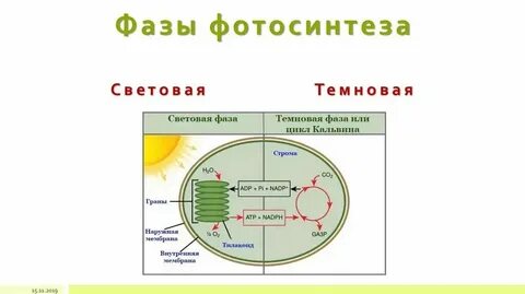 Схема фотосинтеза егэ биология