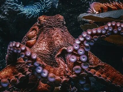 Конечности осьминога