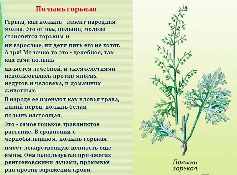 Песня полынью