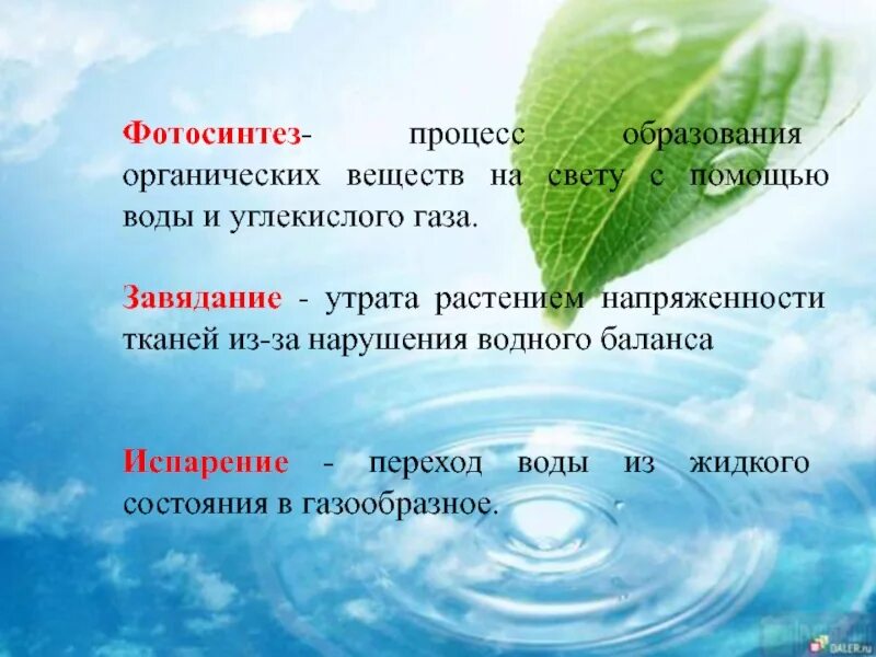 Роль воды для растений. Роль воды в жизни растений. Роль воды в растительном организме. Вода в фотосинтезе. Чем вода помогает растениям