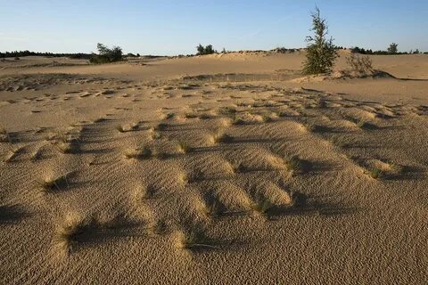 Сроки пески