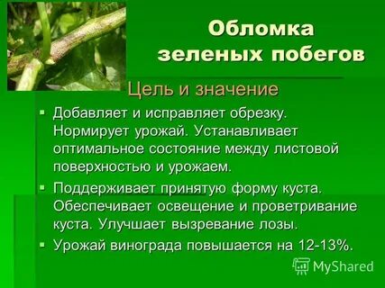 Зеленые побеги