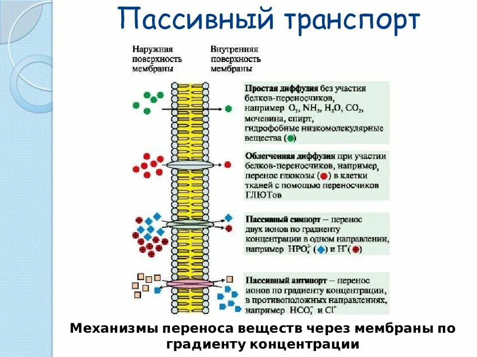 Вещества посредством которых происходит пассивный транспорт. Мембранный транспорт пассивный активный облегченный. активный и пассивный транспорт через мембрану. пассивный транспорт веществ через биологическую мембрану. пассивный транспорт веществ через клеточную мембрану.