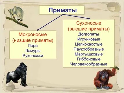 Приматы примеры