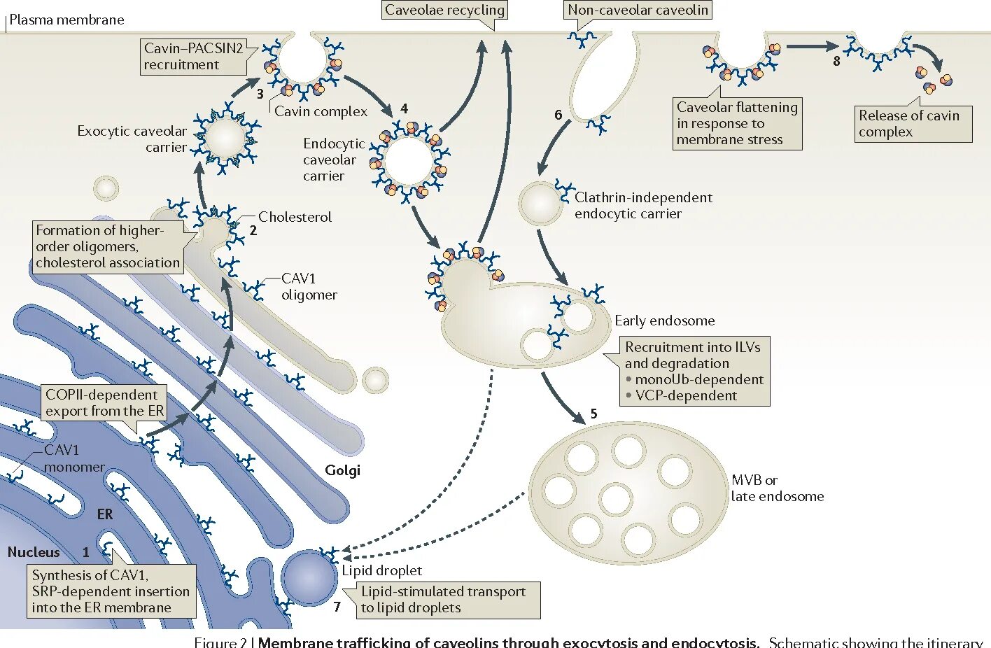 Кавеолы функции. Инвагинация клеточной мембраны. Кавеолы это гистология. Кавеолы это. Кавеолы мембран.