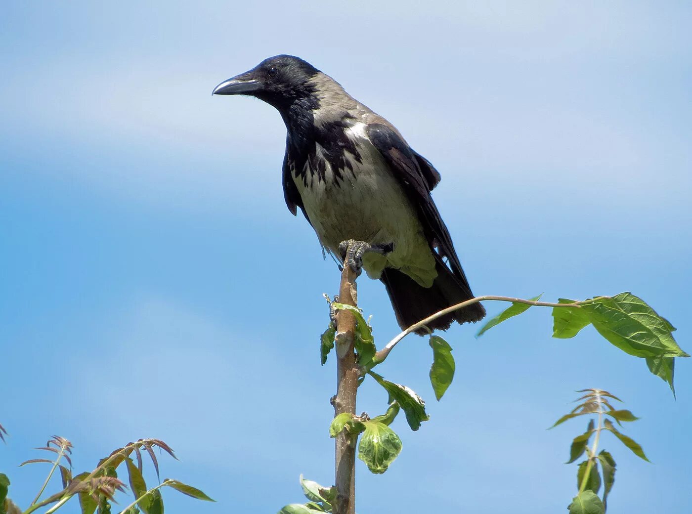 Corvus cornix. Серая ворона. Карга ворона. Любопытная ворона.