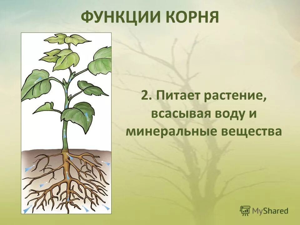 минеральное питание растений удобрения 6 класс. корни растений. элементы минерального питания растений. передвижение веществ по растению. минеральпитание растения.