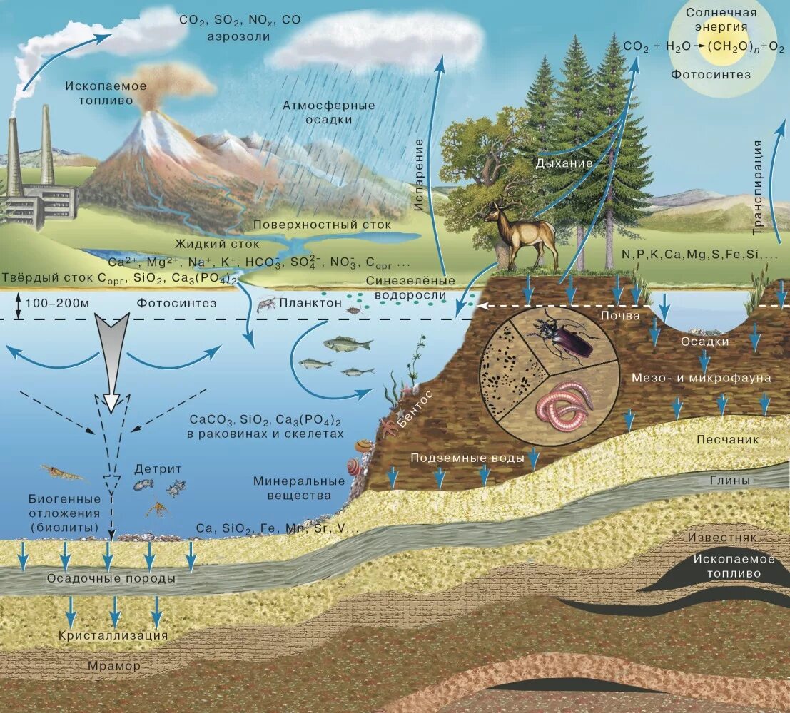 Биогеохимический цикл воды схема. Круговорот биогеохимических циклов. Биогеохимический круговорот углерода в биосфере. Биогеохимические циклы в биосфере. Энергия текущих вод