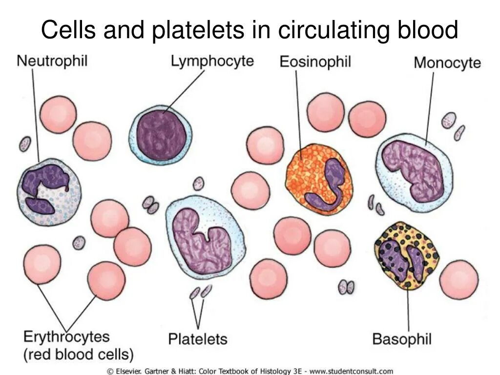 Клетки крови моноциты лимфоциты гранулоциты. Базофилы эозинофилы нейтрофилы моноциты и лимфоциты. Эозинофилы моноциты клеток нейтрофилы. Нейтрофилы лимфоциты моноциты.