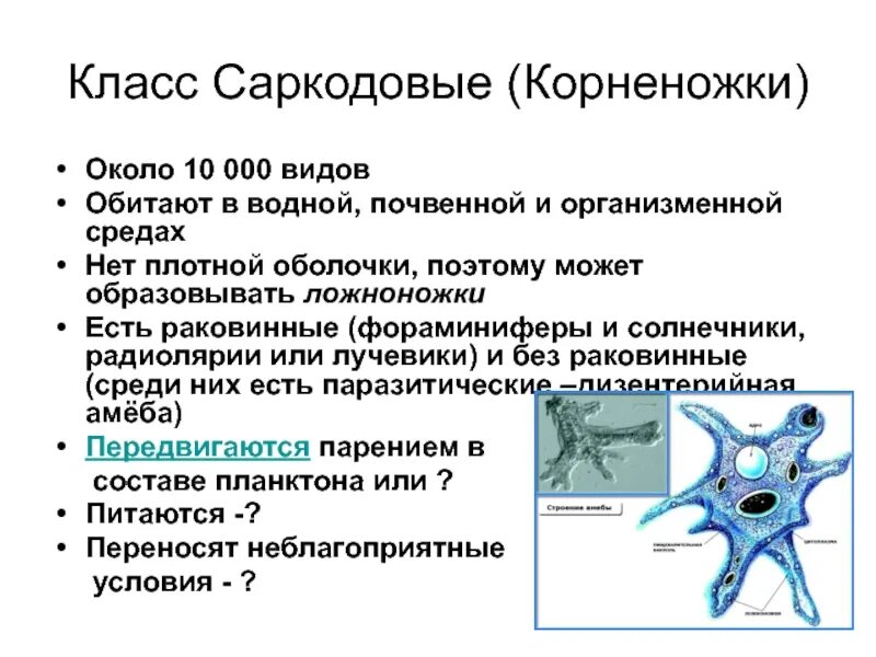 Образует псевдоподии