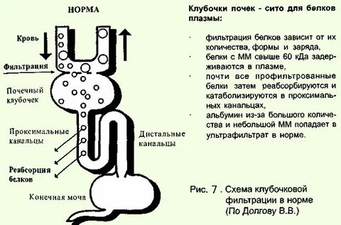 Фильтрация клубочка