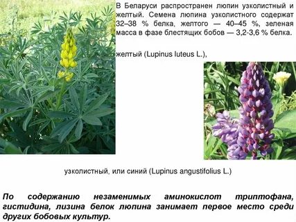 Люпин описание