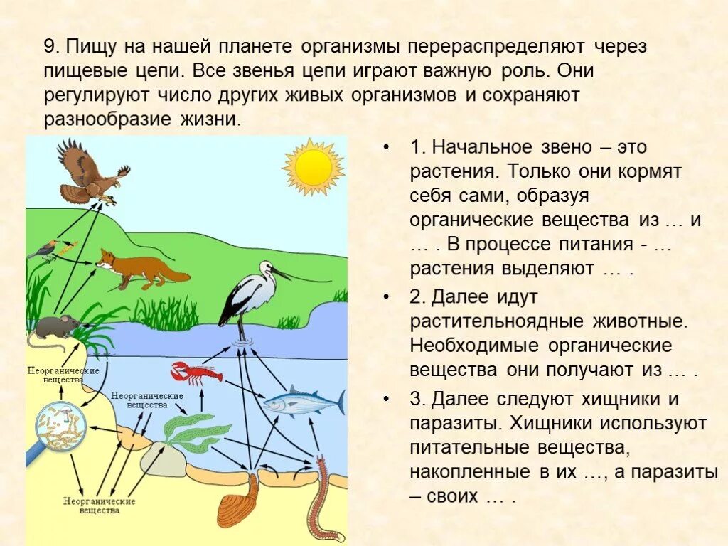 Жизнь организмов на планете земля 5. Разнообразие организмов на нашей планете. Многообразие живых организмов на нашей планете. Экология живых организмов. Разнообразие живых организмов на нашеймпланете.