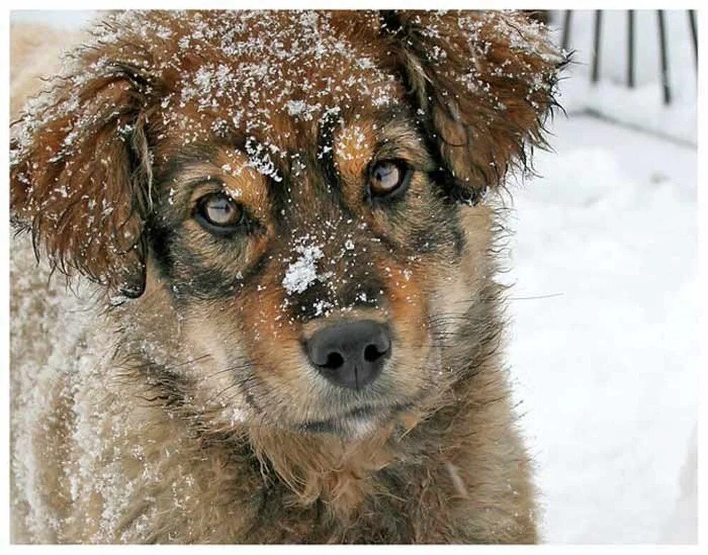 Бездомные собаки зима. Как собаки переносят зиму на улице. Щенок зимой. Бездомные животные. Как собаки переносят зиму на улице.