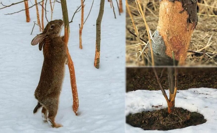 Заяц Беляк объедает кору дерева. Деревья обглодали зайцы. Яблоню погрызли зайцы. Заяц обгладывает кору деревьев.