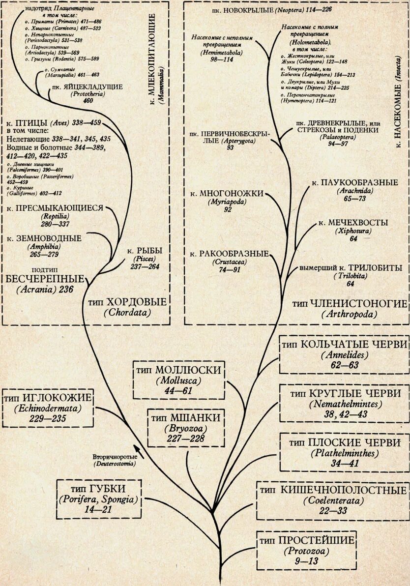 древо эволюции царство животных. эволюционное древо дарвина. эволюционное древо развития животного мира. филогенетическое древо животных и растений. филогенетическое древо животного мира.