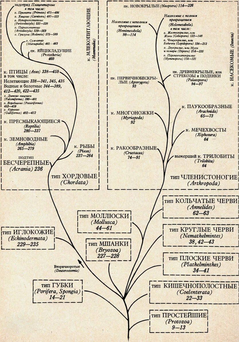 Как располагаются группы животных на родословном древе. Дерево царства животных. Дерево эволюции животных.