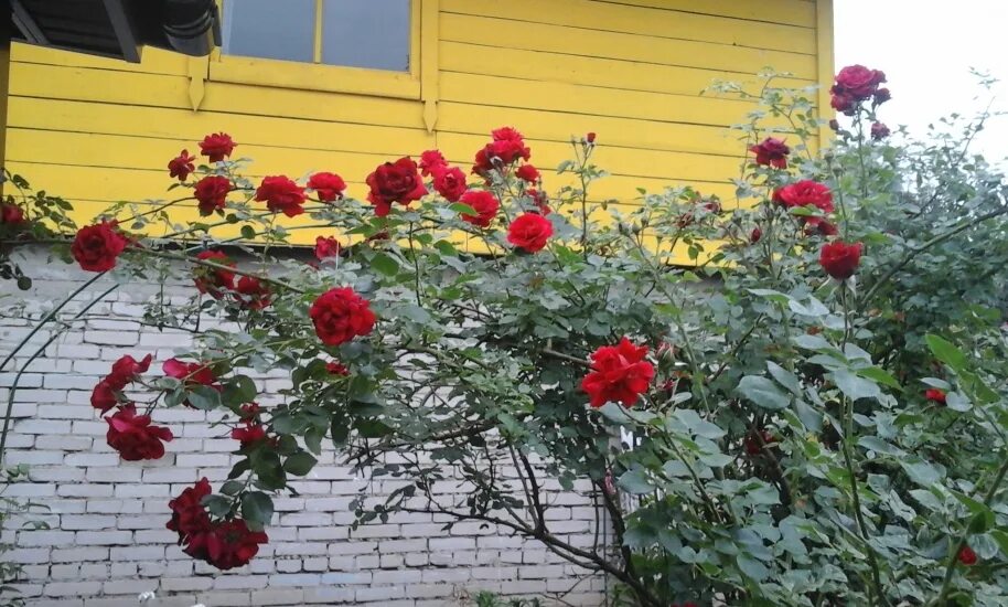 симпатия отзывы