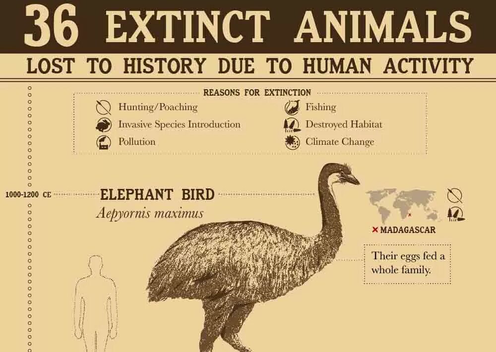 Анимал лост. What animals are extinct. 3 Формы extinct. Объявление Lost animals.