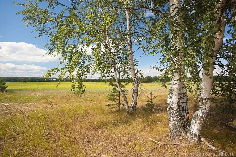 Средний березка