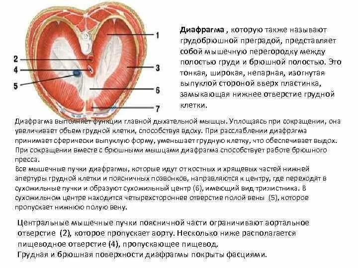 Мышца диафрагма обеспечивает. Мышца диафрагма обеспечивает
