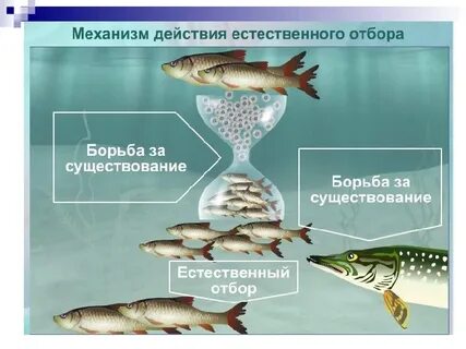 Естественный отбор 3