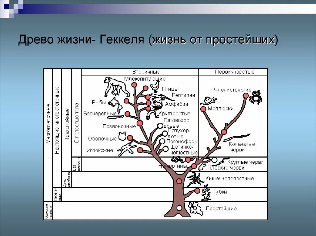 Древо живого. Древо Геккеля. Древо развития. Древо развития жизни. Древо жизни родословная.