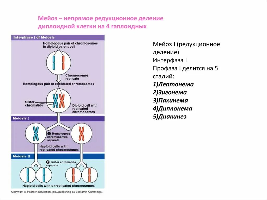 Митоз гаплоидной клетки схема. Деление диплоидной клетки мейозом. Редукционное и эквационное деление мейоза. Процесс мейоза свойственен:.