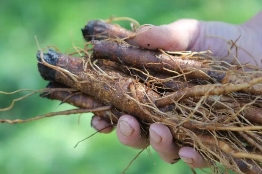 Лопух корень. \Корни, корневища, луковицы лекарственных растений. Burdock root. Корень лопуха лекарственного.