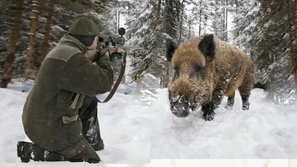 Кабан зимой. Видео кабана и добро