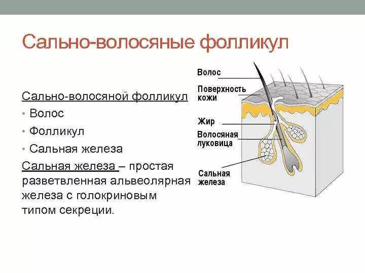 Сально волосяной фолликул. Строение волоса. Строение волосяного фолликула.