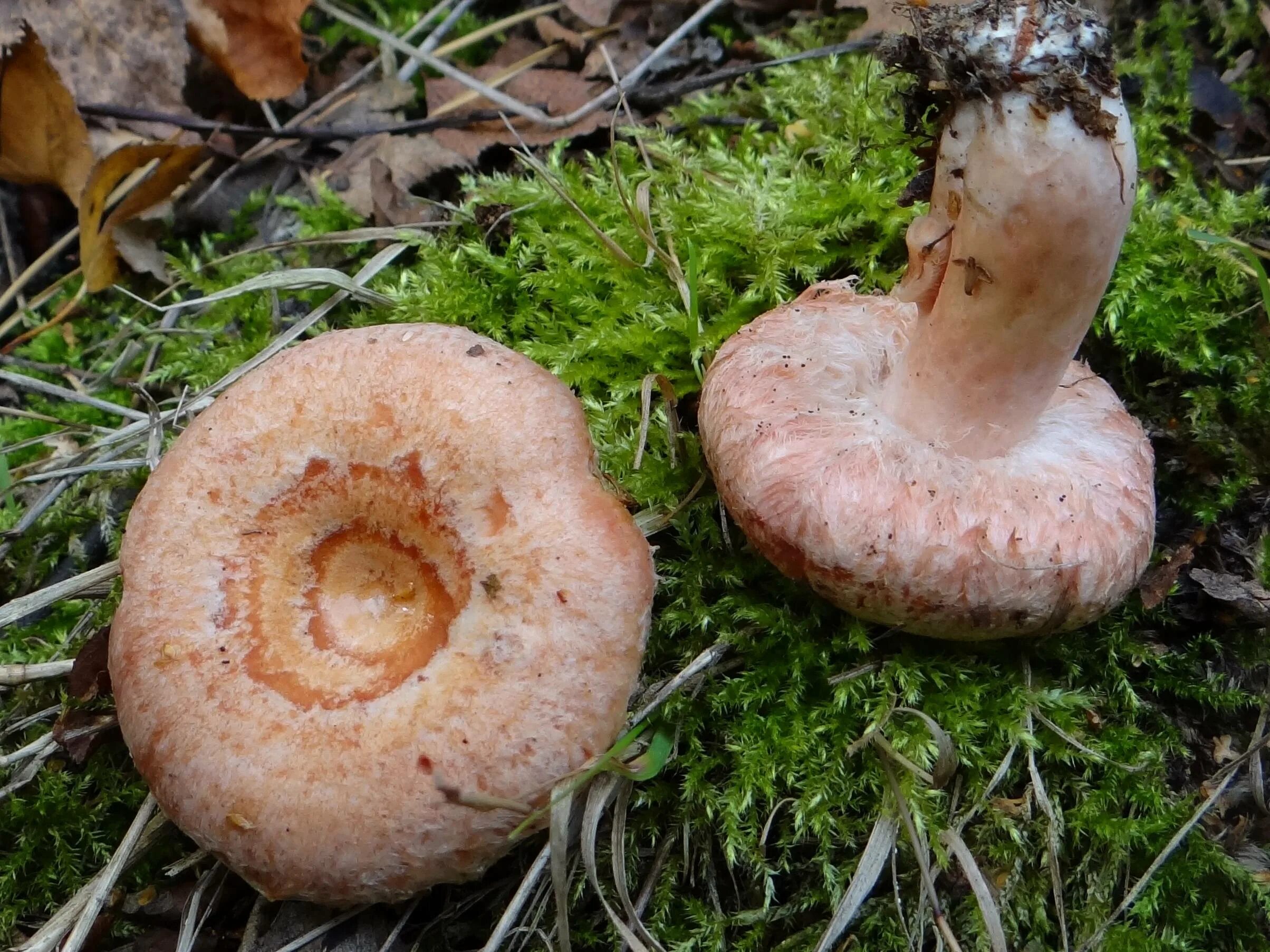 Волнушка съедобный или нет. Волнушка белая Lactarius pubescens. Lactarius torminosus – волнушка. Гриб волнушка розовая. Млечник волнушка гриб.