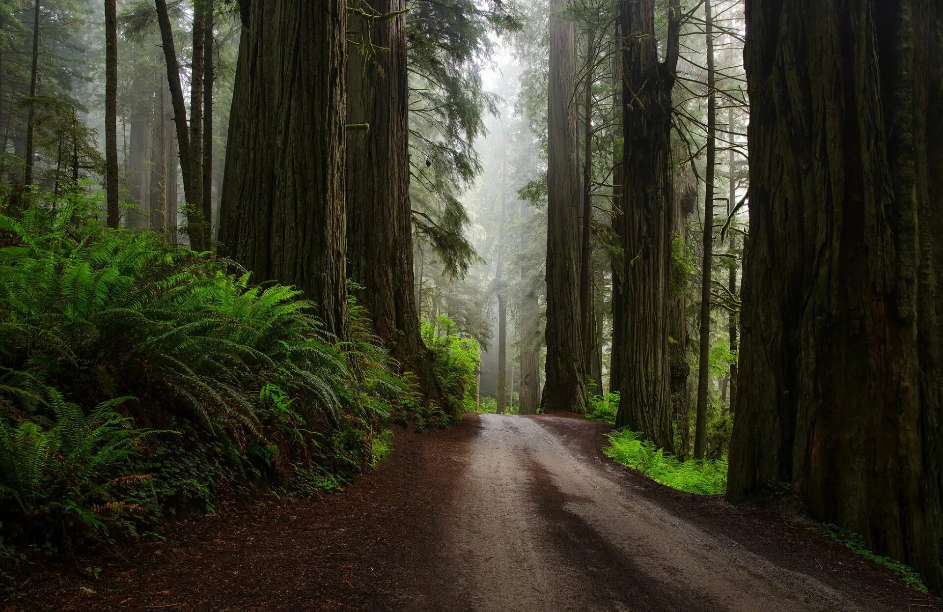 Невероятный лес. Форкс штат Вашингтон лес. Форкс штат Вашингтон природа. Город Форкс США лес штат Вашингтон папоротник. Секвойя парк.