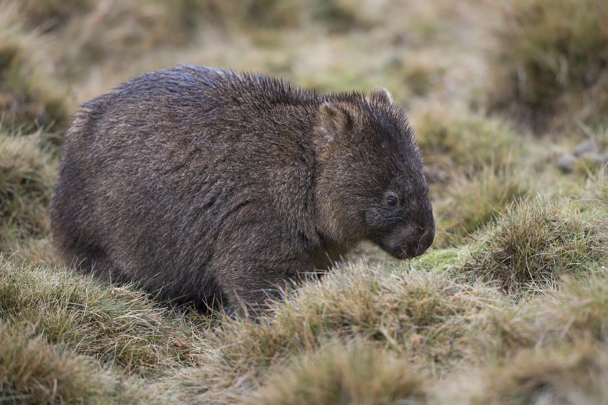 Wombat перевод. Тасманийский вомбат. Северный длинношерстный вомбат. Короткошёрстный вомбат. Вомбат в Австралии.