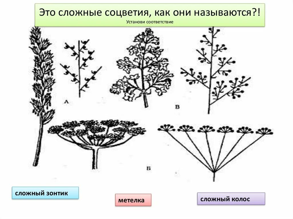 Тест цветок соцветие 6 класс. Морковь соцветие. Соцветие метелка плод. Строение сложного соцветия. Простые и сложные соцветия.