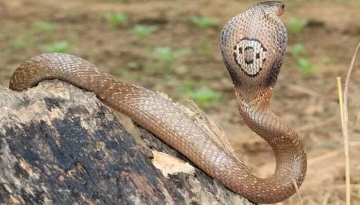 глаза змеи кобры. хуг кинг кобра. The indian cobra is a very. очковая кобра фото. индийская кобра яд.