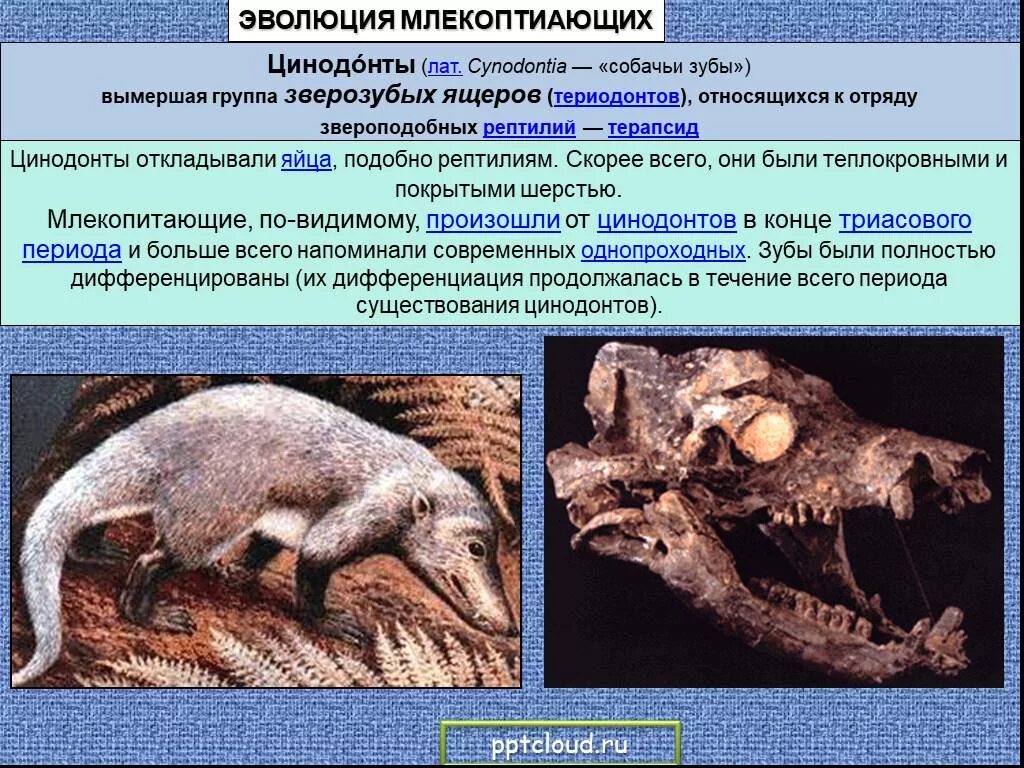 Плацентарные млекопитающие пресмыкающиеся. Териодонты терапсиды. Происхождение млекопитающих. Предки млекопитающих. Эволюция млекопитающих.