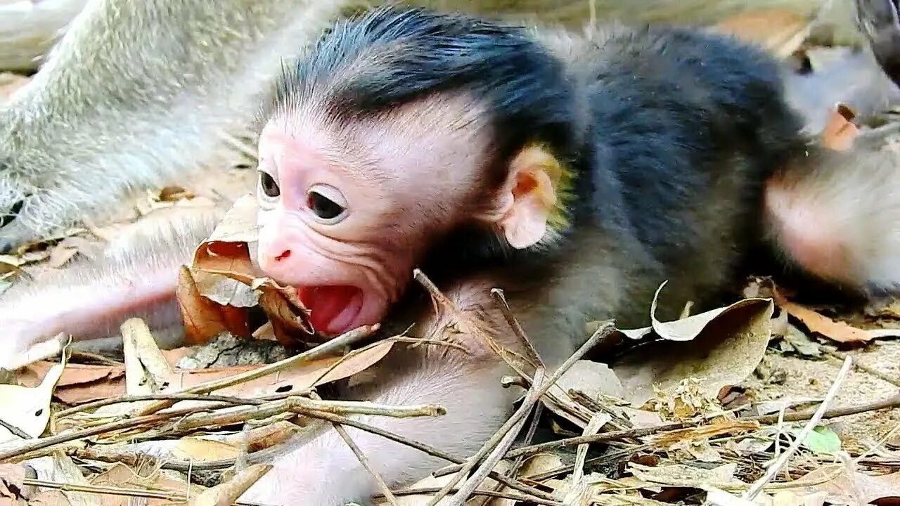Am monkey. Am monkey