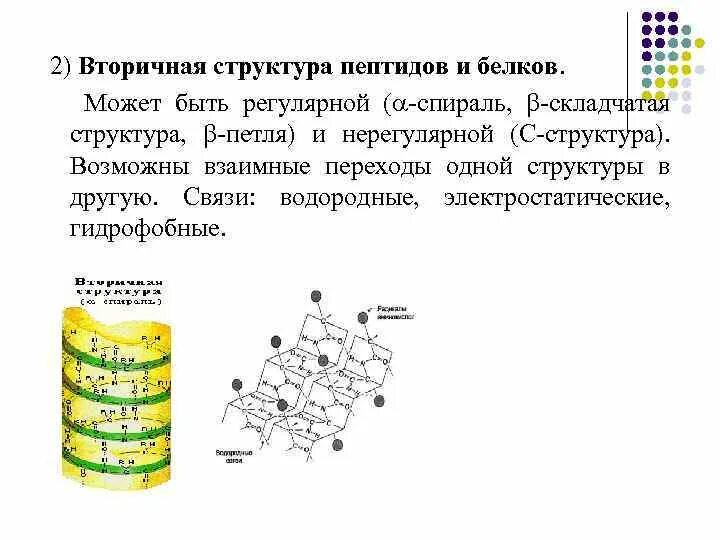 Образование пептидных связей структура белка. Вторичная структура пептидов и белка это. Строение полипептидов и белков. Пептиды и белки строение пептидов. Первичная структура пептида и белка.