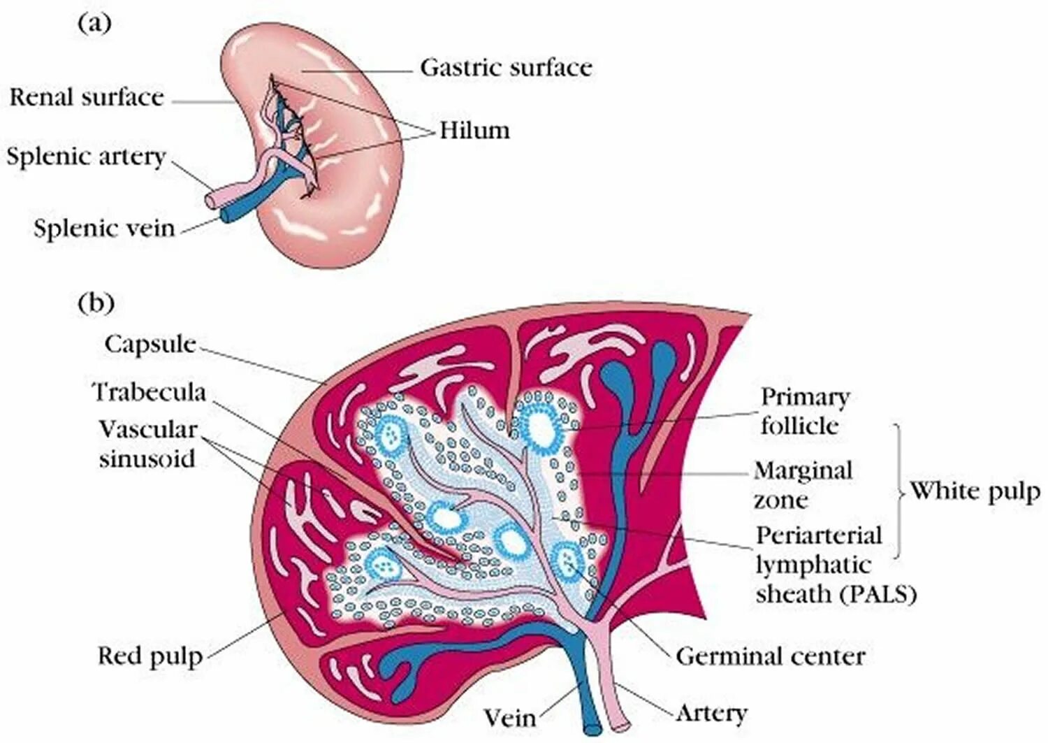 Селезенка относится к органам. Spleen анатомия. Селезенка анатомия. Строение селезенки анатомия. Lien анатомия.