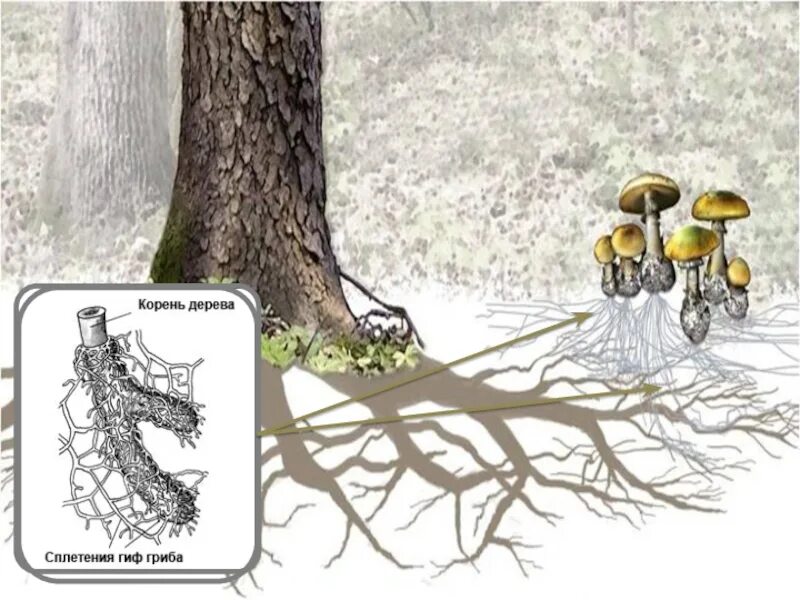 Грибы имеют корни. Микориза грибокорень. Шляпочные грибы микориза. Микориза мутуализм. Грибная микориза.