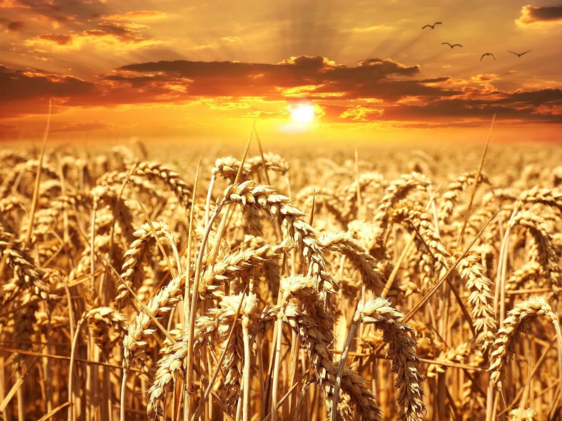 Сх поле. Поле пшеницы. Хлебное поле. Пшеничные поля России. Поле с колосьями.