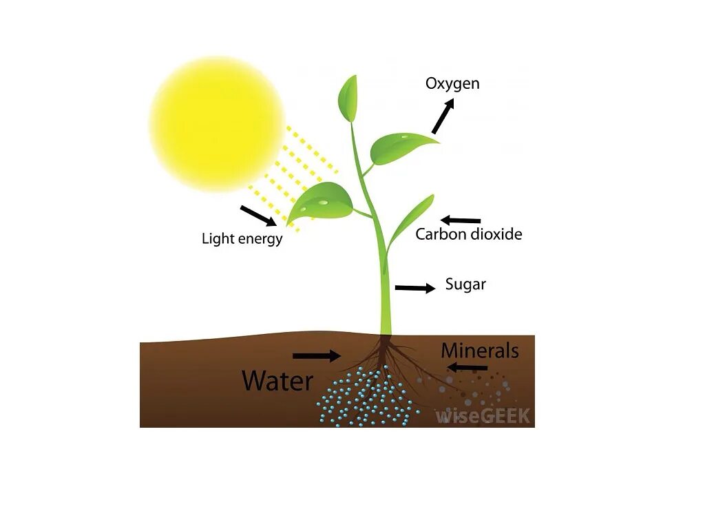 Из воздуха лист получает. Фотосинтез. Фотосинтез схема. Фотосинтез растений. Процессы жизни растений.