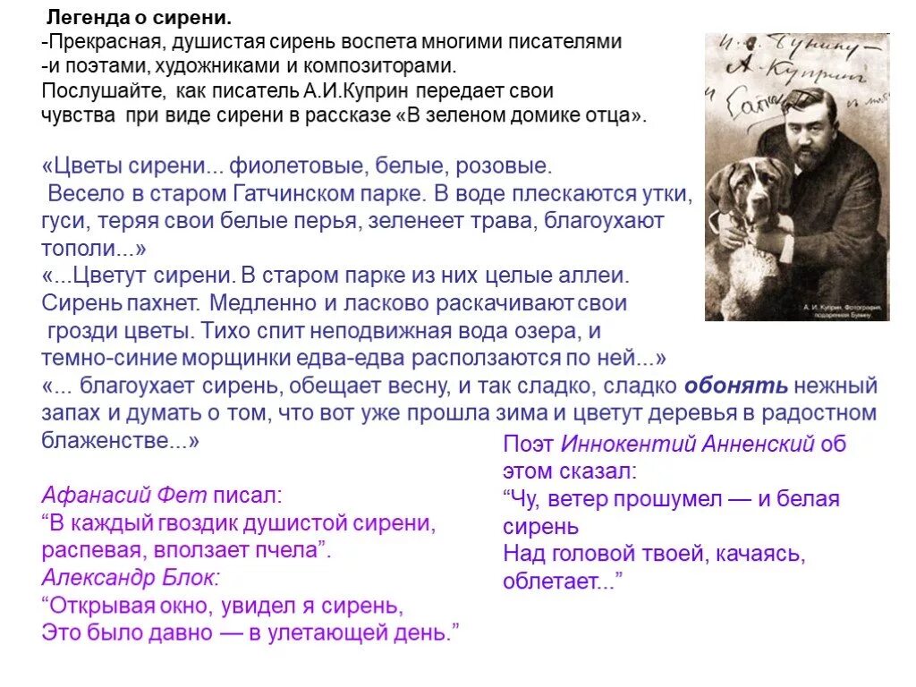 Написать отзыв на рассказ куст сирени. Легенда о сирени кратко. Сирень мифы и легенды. Куст сирени рассказ. Сочинение по рассказу куст сирени.