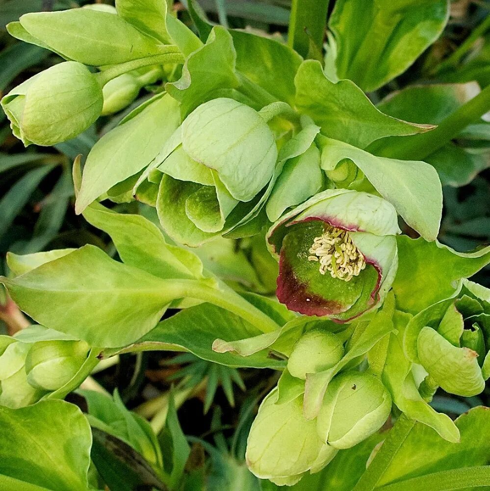 Морозник авито. Морозник фоетидус. морозник (геллеборус) foetidus. морозник helleborus foetidus. морозник торкватус.
