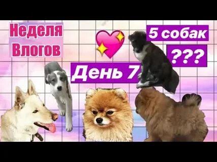 Влог с собакой