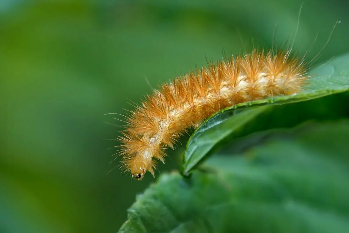медведица кайя гусеница. медведица кайя гусеница. медведица кайя гусеница. гусеница бабочки медведица-кайя. медведица кайя гусеница черная.